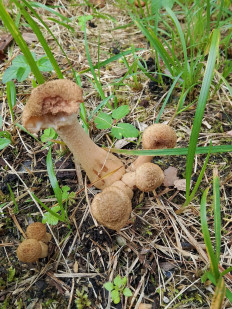 Опёнок осенний