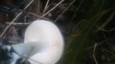 Гриб из Кинель, Самарской