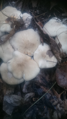 Гриб из Кинель, Самарской