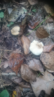 Гриб из Кинель, Самарской