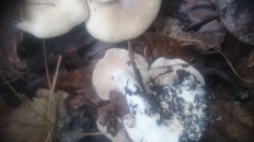 Гриб из Кинель, Самарской