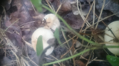 Гриб из Кинель, Самарской