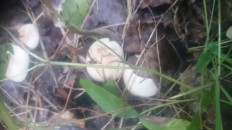 Гриб из Кинель, Самарской