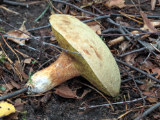 Моховик зелёный