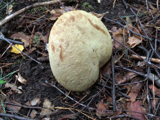 Моховик зелёный