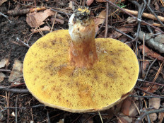 Моховик зелёный