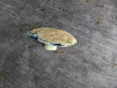 Гиропорус синеющий