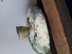 Гиропорус синеющий