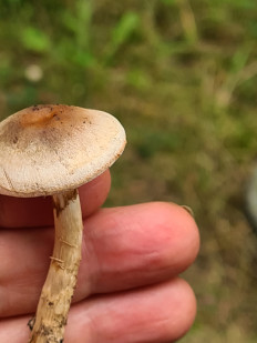 Гриб из Санкт-Петербург