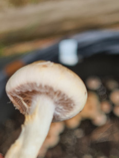 Гриб из Санкт-Петербург