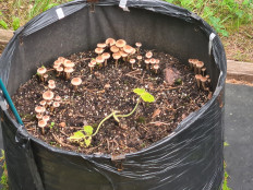 Гриб из Санкт-Петербург