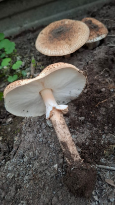 Лепиота острочешуйчатая