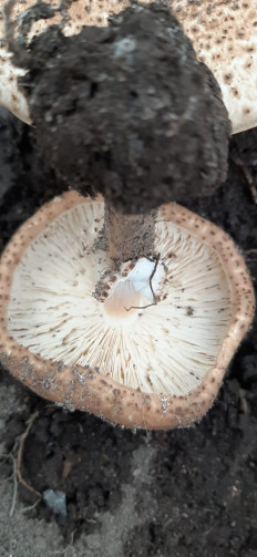 Лепиота острочешуйчатая