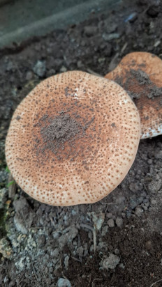 Лепиота острочешуйчатая