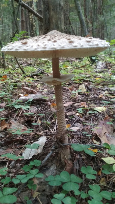 Зонтик пёстрый