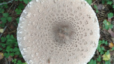 Зонтик пёстрый