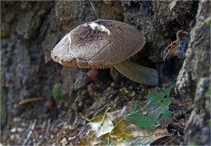 Гриб из Москва