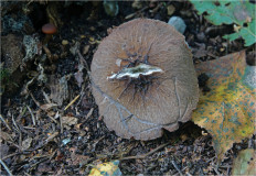 Гриб из Москва