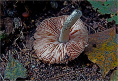 Гриб из Москва