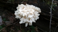 Ежовик коралловидный