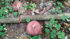 Рядовка жёлто-красная