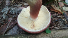 Рядовка жёлто-красная