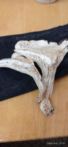 Гриб из Киров