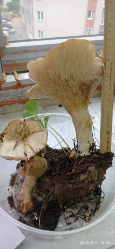 Гриб из Киров