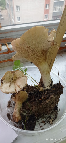 Гриб из Киров