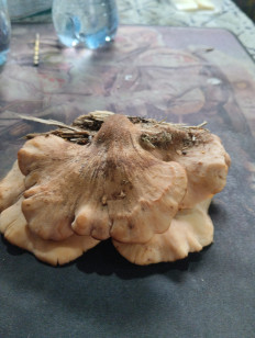 Гриб из Узуново