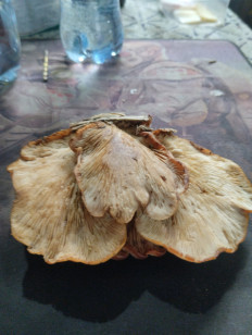 Гриб из Узуново