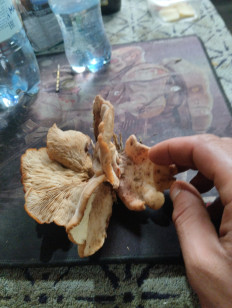 Гриб из Узуново