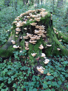 Гриб из Москва