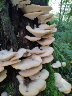 Гриб из Москва