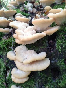 Гриб из Москва