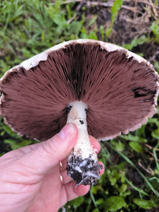 Гриб из Екатеринбург