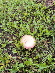 Гриб из Екатеринбург