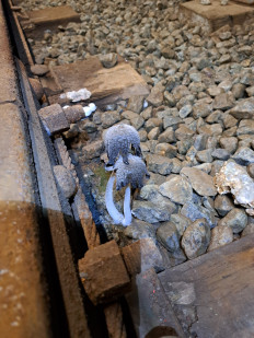 Гриб из кировск мурманская область