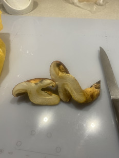 Гриб из Волгоград