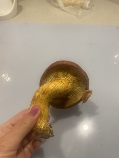 Гриб из Волгоград