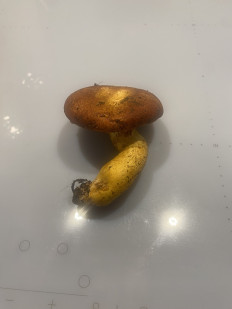 Гриб из Волгоград