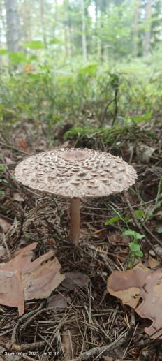 Chlorophyllum olivieri - Хлорофиллум Оливье