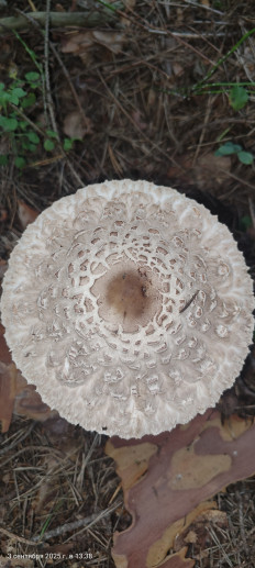 Chlorophyllum olivieri - Хлорофиллум Оливье