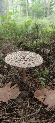 Chlorophyllum olivieri - Хлорофиллум Оливье