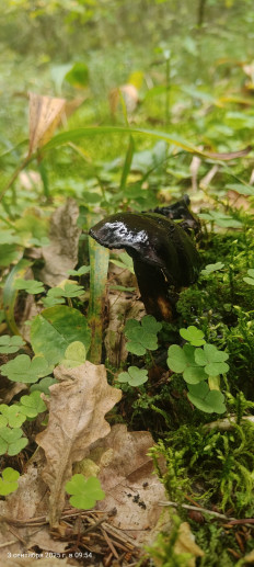 Гриб из Павловский Посад