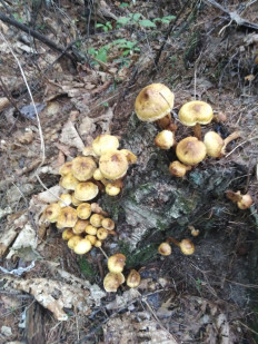 Гриб из Амурская область Бурейский район пгт Талакан