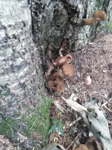 Гриб из Амурская область Бурейский район пгт Талакан