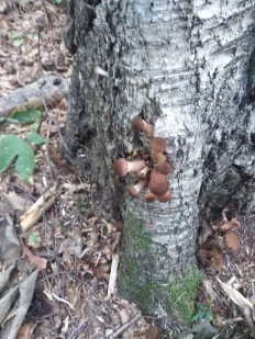 Гриб из Амурская область Бурейский район пгт Талакан