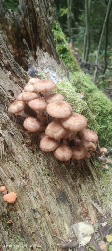 Гриб из Павловский Посад