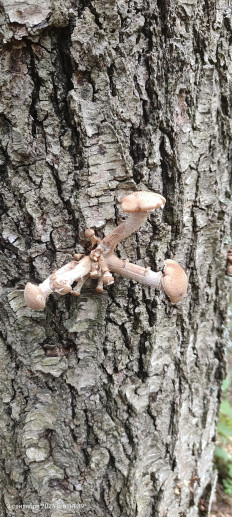 Гриб из Павловский Посад